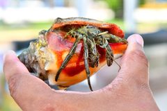 Flat clawed hermit crab by Rene Cortin. Used under a CC BY-SA 4.0 license.