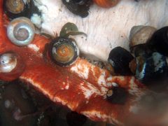 Hermit crabs scavenge at Gumboot chiton 3 by Brocken Inaglory. Used under a CC BY-SA 4.0 license.