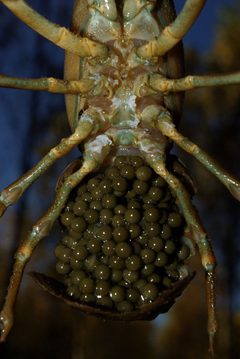 Pacifastacus leniusculus 03 by-dpc by David Perez. Used under a CC BY 3.0 license.