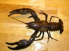 Pacifastacus leniusculus 3 by wikipedia. Used under a CC BY-SA 3.0 license.