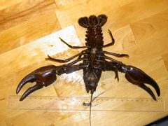 Pacifastacus leniusculus 4 by wikipedia. Used under a CC BY-SA 3.0 license.