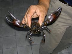 Pacifastacus leniusculus 5 by wikipedia. Used under a CC BY-SA 3.0 license.