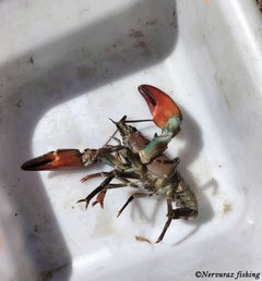 Pacifastacus leniusculus ventral by Nervurax Fishing. Used under a CC0 license.