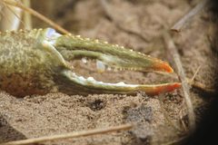 Faxonius immunis Schere by Lorenz Seebauer. Used under a CC BY-SA 4.0 license.