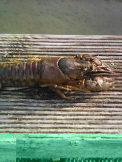 Orconectes limosus 1 by Milewicz45438. Used under a CC BY-SA 4.0 license.