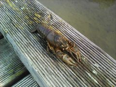 Orconectes limosus 3 by Milewicz45438. Used under a CC BY-SA 4.0 license.