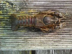 Orconectes limosus 5 by Milewicz45438. Used under a CC BY-SA 4.0 license.