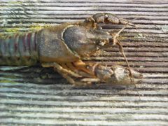 Orconectes limosus 6 by Milewicz45438. Used under a CC BY-SA 4.0 license.