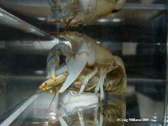 Crayfishbreeding by No machine-readable author provided. Canadiancray~commonswiki assumed (based on copyright claims).. Used under a CC BY-SA 2.5 license.