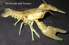 Dale Westaby Orconectes Rusticus by Dale Westaby, DEwestaby@aol.com. Used under a Public domain license.