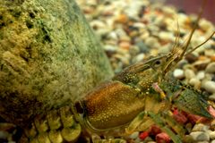 Orconectes rusticus in Aquarium1 by Cgoldsmith1. Used under a CC BY-SA 3.0 license.