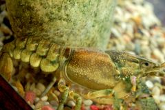 Orconectes rusticus in Aquarium2 by Cgoldsmith1. Used under a CC BY-SA 3.0 license.