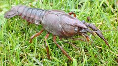 Procambarus acutus 281329755 by Jean-Paul Boerekamps. Used under a CC BY 4.0 license.