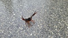 Procambarus acutus 289312470 by Patrick Jackson. Used under a CC BY 4.0 license.