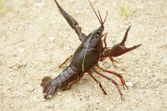 Procambarus acutus 45438227 by psweet. Used under a CC BY-SA 4.0 license.