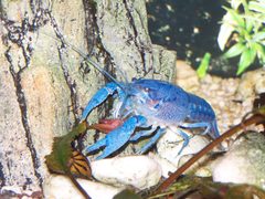 Blauer Floridakrebs B003 by Dirk Rohlfs. Used under a Public domain license.