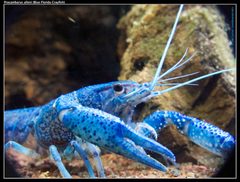 Blue Florida Crayfish by Carnat Joel. Used under a CC BY 2.0 license.