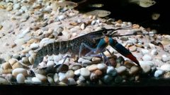 Iz - Procambarus alleni - 1 by Emőke Dénes. Used under a CC BY-SA 4.0 license.