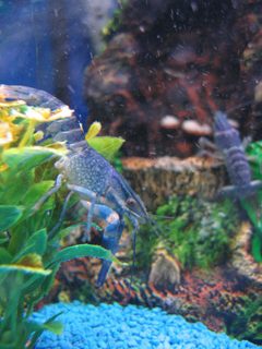 Procambarus alleni by Bastet78. Used under a CC BY-SA 3.0 license.