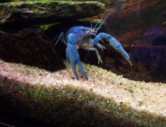 Procambarus alleni 2 by Nicolas Eibinger. Used under a Public domain license.