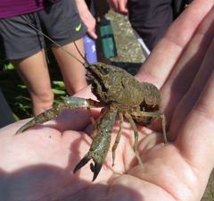 Procambarus alleni 6078066 by Nick Block. Used under a CC BY 4.0 license.