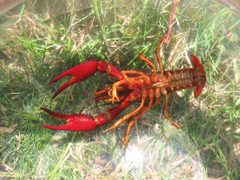 Procambarus clarkii Bottom by Duloup. Used under a CC BY-SA 3.0 license.