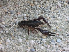 Procambarus clarkii side by Duloup. Used under a CC BY-SA 3.0 license.