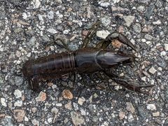 Procambarus fallax by Dominic Best. Used under a CC0 license.