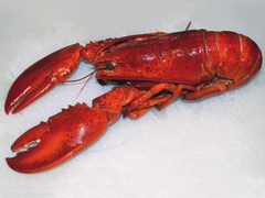 Homarus americanus by Sven Kullander. Used under a CC BY-SA 3.0 license.