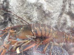 Homarus americanus 230645284 by Karim Haddad. Used under a CC BY 4.0 license.