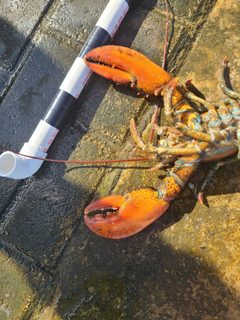 Homarus americanus 254081733 by ritirene. Used under a CC BY 4.0 license.