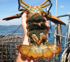 Homarus americanus eggs by National Oceanic and Atmospheric Administration (NOAA). Used under a Public domain license.