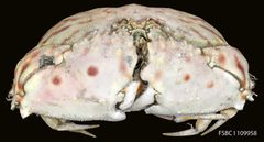 Calappa flammea by FWC Fish and Wildlife Research Institute. Used under a CC BY 2.0 license.