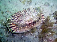 Flame Box Crab by Greg Grimes. Used under a CC BY-SA 2.0 license.