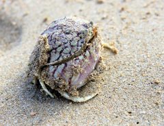 Flame Box Crab Calappa flammea 1029 by Paul Harrison. Used under a CC BY-SA 4.0 license.