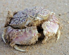 Flame Box Crab Calappa flammea St Lucia 1031 by Paul Harrison. Used under a CC BY-SA 4.0 license.