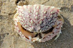 Flame Box Crab Calappa flammea St Lucia 1039 by Paul Harrison. Used under a CC BY-SA 4.0 license.