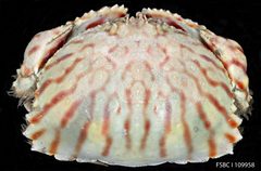 Flamed Box Crab by FWC Fish and Wildlife Research Institute. Used under a CC BY 2.0 license.