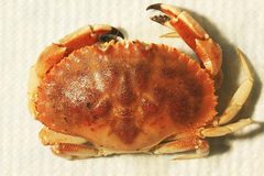 Jonah crab noaa overhead picture accessed-2024-04-24 by NOAA. Used under a Public domain license.