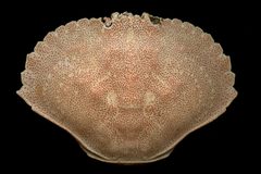 Carapace of Cancer irroratus by Invertzoo at English Wikipedia. Used under a Public domain license.