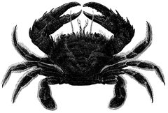 Bogenkrabbe by Eduard Oscar Schmidt
. Used under a Public domain license.