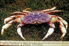 Dungeness crab metacarcinus magister by Dan Boone, U.S. Fish and Wildlife Service. Used under a Public domain license.
