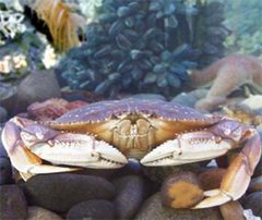 Metacarcinus magister by NOAA. Used under a Public domain license.