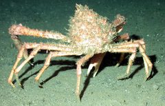 41794428 spidercrab noaa 203 by NOAA. Used under a Public domain license.