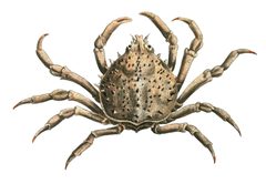 Libinia emarginata by R. P. Nodder. Used under a Public domain license.