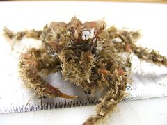 Loxorhynchusgrandis by wikipedia. Used under a Cc-by-sa-3.0 license.