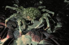 Sheepcrab 300 by wikipedia. Used under a Public domain license.