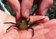 Kelp Crab - Flickr - brewbooks by brewbooks from near Seattle, USA. Used under a CC BY-SA 2.0 license.