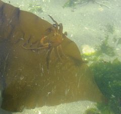 Kelp Crab on Kelp - Flickr - brewbooks by brewbooks from near Seattle, USA. Used under a CC BY-SA 2.0 license.