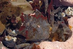 Pugettia productus by Matt Knoth. Used under a CC BY 2.0 license.